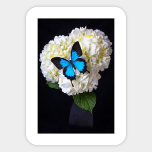 Blue Butterfly On White Hydrangea Sticker